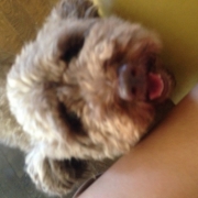 「ぴい」【ワンちゃんのプラチナム笑顔ください♪】愛犬フォトコンテストの投稿画像