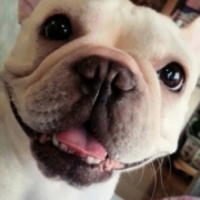 「えへへ♥」【ワンちゃんのプラチナム笑顔ください♪】愛犬フォトコンテストの投稿画像