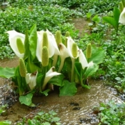 これはいつもよく行く万博公園の写真です