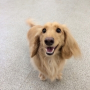 「僕ルーク!!」【ワンちゃんのプラチナム笑顔ください♪】愛犬フォトコンテストの投稿画像