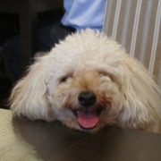 「ごきげんっ♪」【ワンちゃんのプラチナム笑顔ください♪】愛犬フォトコンテストの投稿画像
