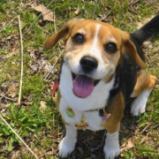 「宜しくお願いします！」【ワンちゃんのプラチナム笑顔ください♪】愛犬フォトコンテストの投稿画像