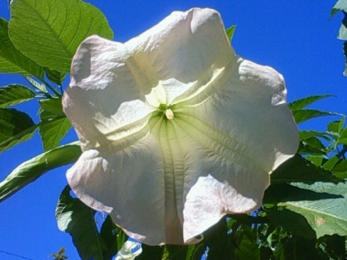 ＋。・大輪の花！！！☆彡青空に咲き誇る☆彡・。＋の画像（2枚目）