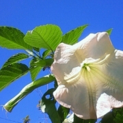 ＋。・大輪の花！！！☆彡青空に咲き誇る☆彡・。＋