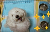 口コミ：愛犬健康ドッグフード『アベニューホスティック　アダルトチキン&ライス』の画像（1枚目）