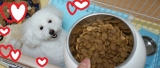 口コミ：愛犬健康ドッグフード『アベニューホスティック　アダルトチキン&ライス』の画像（3枚目）