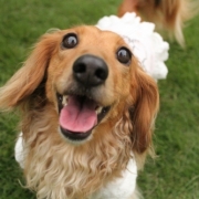 「ひまわりにも負けない笑顔」【ワンちゃんのプラチナム笑顔ください♪】愛犬フォトコンテスト第2弾！の投稿画像