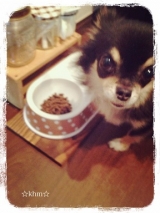 口コミ：☆愛犬ちゃんもそろそろ健康食にチェンジ!!の画像（1枚目）