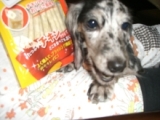 口コミ記事「たっぷりチキンでおいしい！小型～中型犬用おやつ【DINGOチキンクランチ】」の画像