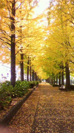 思い出のイチョウ並木の画像（1枚目）