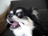 口コミ：愛犬♪大喜び！！「デンタルケア ツイストスティック」の画像（2枚目）