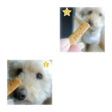 口コミ：【ボンボンコピーヌ】犬猫の無添加おやつ / アルギニンクッキーの画像（7枚目）
