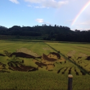 田んぼアート♡