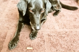 口コミ：シニア犬にぴったり！ボンボンコピーヌ  アルギニン配合健康サプリクッキーの画像（1枚目）