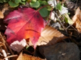 「ちいさな秋」の画像（1枚目）