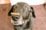口コミ：シニア犬にぴったり！ボンボンコピーヌ  アルギニン配合健康サプリクッキーの画像（2枚目）