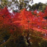 真っ赤な紅葉