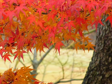 秋の紅葉の画像（1枚目）