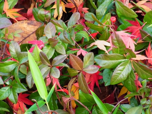 秋、色鮮やかな落ち葉の画像（1枚目）