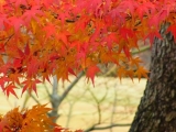 「秋の紅葉」の画像（1枚目）