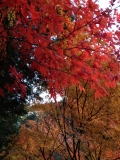 「ある秋の１枚」の画像（1枚目）