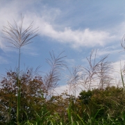 すすきと秋の空