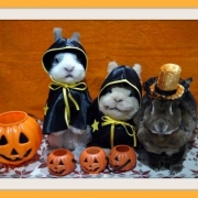 「ウサギさんとハロウィン♪」Happy Halloween☆ハロウィン写真募集！ルイボスティプレゼント5名様の投稿画像