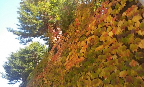 色づく秋の画像（1枚目）