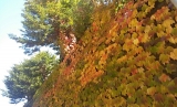 色づく秋