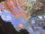「温泉湯に浮かんだ秋」の画像（1枚目）