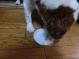 口コミ：【愛犬用おやつ】バター・食塩不使用！とうもろこしの味と香りが美味しいポップコーンの画像（6枚目）