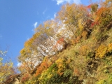 「秋空と紅葉」の画像（1枚目）