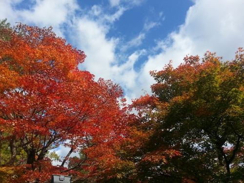 移りゆく紅葉の画像（3枚目）