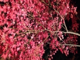 「長瀞の秋」の画像（1枚目）