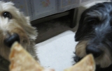 口コミ：【匠シリーズ】愛犬健康おやつ 鶏ささみ煎餅☆モニター の画像（2枚目）