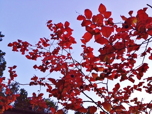 秋の夕焼けと赤い葉の画像（1枚目）