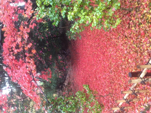 秋のじゅうたんの画像（1枚目）