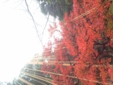 「冬支度する紅葉。」の画像（1枚目）