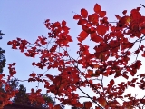 「秋の夕焼けと赤い葉」の画像（1枚目）