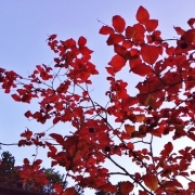 秋の夕焼けと赤い葉