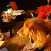 「Camp犬なので...」≪愛犬画像募集≫汚れやニオイの元をやさしく落とすファイテンペット用シャンプーの投稿画像