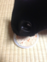 口コミ：ネコ様の総合栄養食フィーラインキャビア、食べさせてみました！の画像（2枚目）