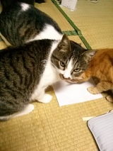 口コミ：ネコたち大喜びでした！「フィーラインキャビア　キャットパウチシリーズ」 | ＮＥＣＯといっしょに暮らしています♪ - 楽天ブログの画像（1枚目）