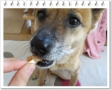 口コミ：ボンボンコピーヌ「まるごとお芋のささみロール」食べてみました♪愛犬がの画像（3枚目）