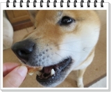 口コミ：ボンボンコピーヌ「まるごとお芋のささみロール」食べてみました♪愛犬がの画像（1枚目）