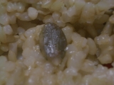 『玄米クミンライス』を食べました。の画像（5枚目）