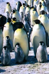 口コミ：ペンギン型のヘアクリップの画像（2枚目）