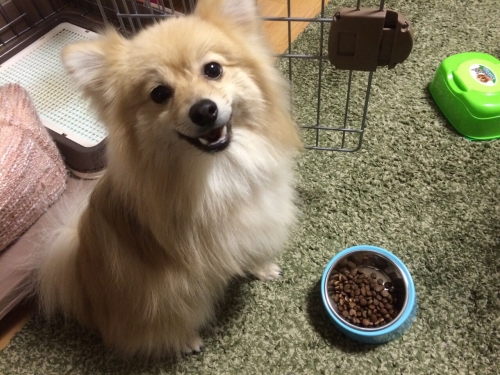 我が家の愛犬・小次郎くんの画像（2枚目）