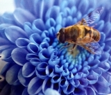 口コミ：２/23 イタリア蜜蜂の画像（4枚目）