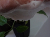 口コミ：サヴォン アンべリール　の綺麗な石鹸の画像（7枚目）